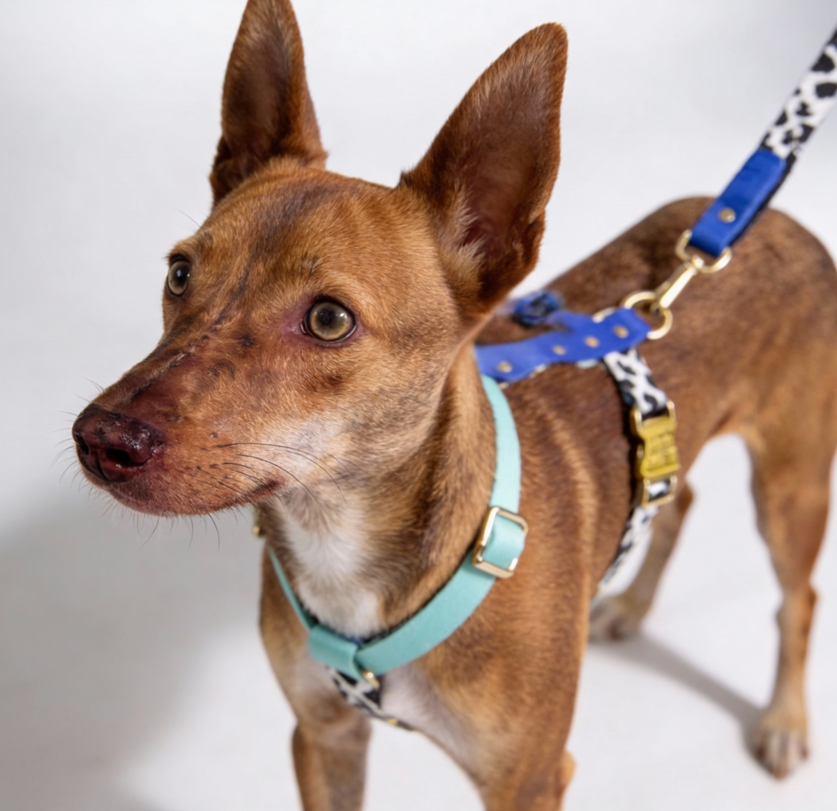Hundegeschirr Blueberry